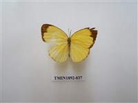 藏品(北黃蝶)的圖片